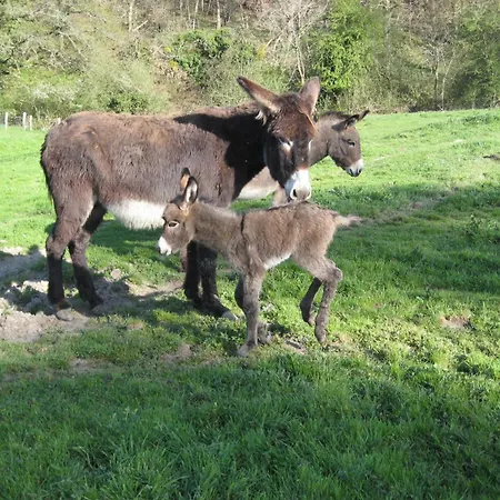 Les Bouis Saint-Hilaire (Puy-de-Dome)