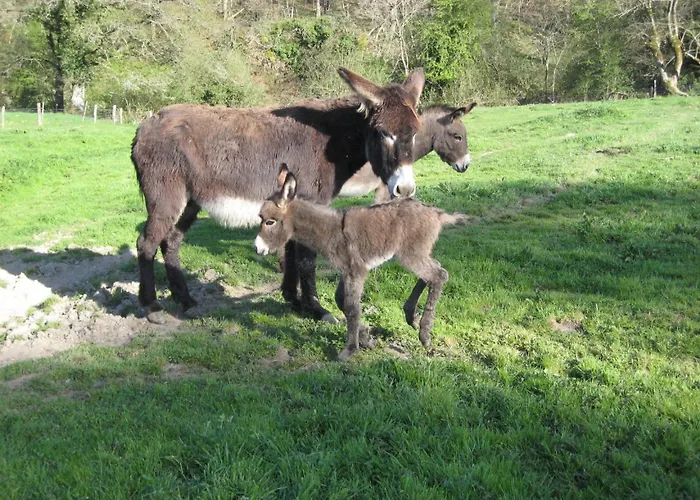 Les Bouis Saint-Hilaire (Puy-de-Dome)